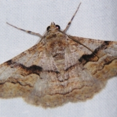 Gastrinodes bitaeniaria (Buff Bark Moth) at Sheldon, QLD - 4 Aug 2007 by PJH123