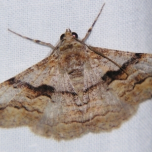 Gastrinodes bitaeniaria at Sheldon, QLD - suppressed