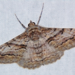 Gastrinodes bitaeniaria at Sheldon, QLD - suppressed