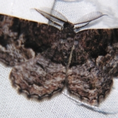 Scioglyptis canescaria (Fuscous Bark Moth (Boarmini) at Sheldon, QLD - 4 Aug 2007 by PJH123