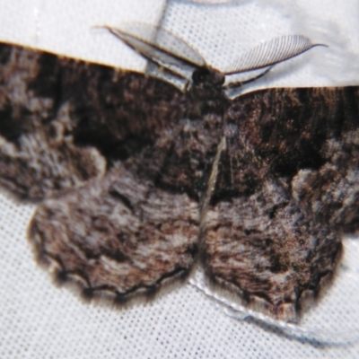 Scioglyptis canescaria (Fuscous Bark Moth, Boarmini) at Sheldon, QLD - 4 Aug 2007 by PJH123