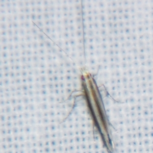 Acrocercops laciniella at Sheldon, QLD - suppressed