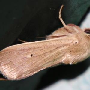 Leucania abdominalis at Sheldon, QLD - suppressed