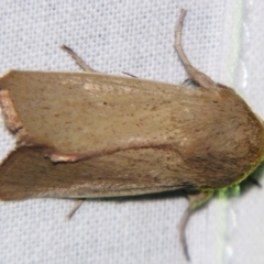 Leucania abdominalis at Sheldon, QLD - suppressed