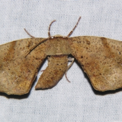 Parepisparis excusata (Marbled Twisted Moth) at Sheldon, QLD - 4 Aug 2007 by PJH123