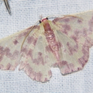 Prasinocyma rhodocosma at Sheldon, QLD - 4 Aug 2007 06:27 PM