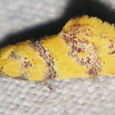Psaroxantha (genus) (A Concealer moth (Wingia Group)) at Sheldon, QLD - 4 Aug 2007 by PJH123