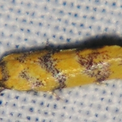 Psaroxantha (genus) at suppressed - 4 Aug 2007