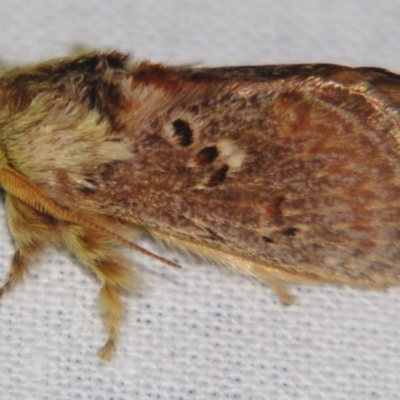 Pseudanapaea (genus) (A cup moth) at Sheldon, QLD - 4 Aug 2007 by PJH123