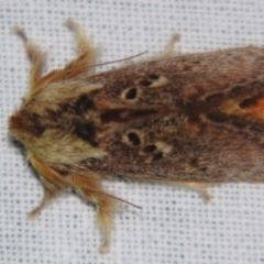 Pseudanapaea (genus) at Sheldon, QLD - suppressed