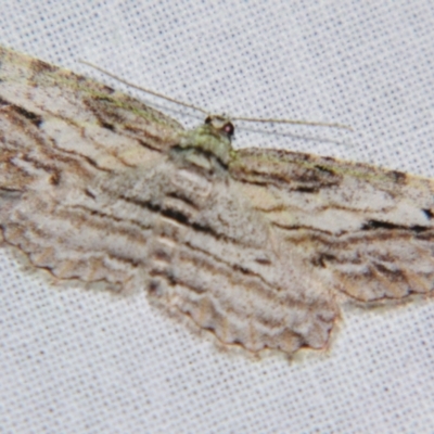 Syneora acrotypa (A Geometer moth (Ennominae)) at Sheldon, QLD - 4 Aug 2007 by PJH123