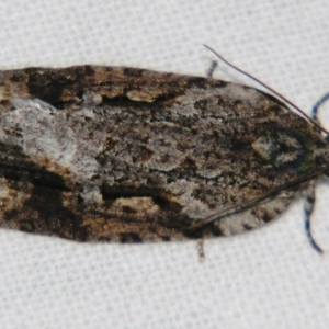 Thrincophora lignigerana at suppressed - 4 Aug 2007