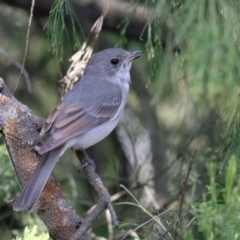 Pachycephala pectoralis (Golden Whistler) at Mount Majura - 15 Sep 2023 by KaleenBruce