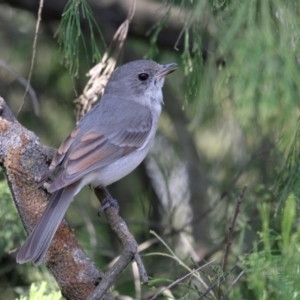 Pachycephala pectoralis at Majura, ACT - 15 Sep 2023