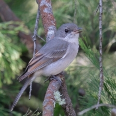 Pachycephala pectoralis at Majura, ACT - 15 Sep 2023