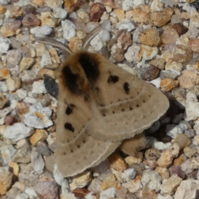 Anthela ocellata (Eyespot Anthelid moth) at QPRC LGA - 12 Sep 2023 by Paul4K