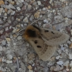 Anthela ocellata at Borough, NSW - 12 Sep 2023