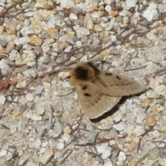 Anthela ocellata at Borough, NSW - 12 Sep 2023