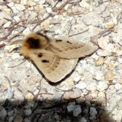 Anthela ocellata at Borough, NSW - 12 Sep 2023