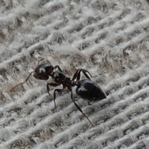 Crematogaster sp. (genus) at Borough, NSW - suppressed