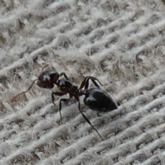 Crematogaster sp. (genus) (Acrobat ant, Cocktail ant) at Borough, NSW - 12 Sep 2023 by Paul4K