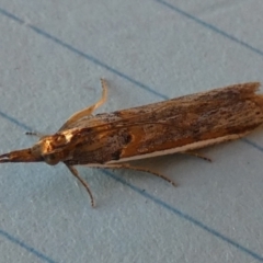 Etiella behrii (Lucerne Seed Web Moth) at QPRC LGA - 12 Sep 2023 by Paul4K