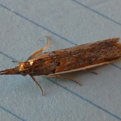 Etiella behrii (Lucerne Seed Web Moth) at Borough, NSW - 12 Sep 2023 by Paul4K