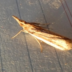 Etiella behrii (Lucerne Seed Web Moth) at QPRC LGA - 12 Sep 2023 by Paul4K