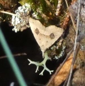 Trigonistis asthenopa at Borough, NSW - 13 Sep 2023