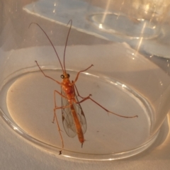 Netelia sp. (genus) (An Ichneumon wasp) at QPRC LGA - 13 Sep 2023 by Paul4K