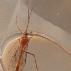 Netelia sp. (genus) at Borough, NSW - 14 Sep 2023