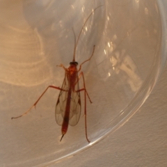 Netelia sp. (genus) at Borough, NSW - 14 Sep 2023