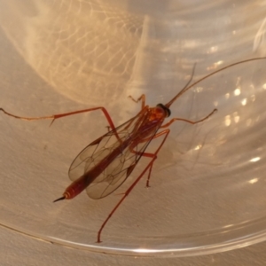 Netelia sp. (genus) at Borough, NSW - 14 Sep 2023