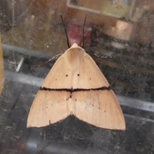 Gastrophora henricaria at Borough, NSW - suppressed