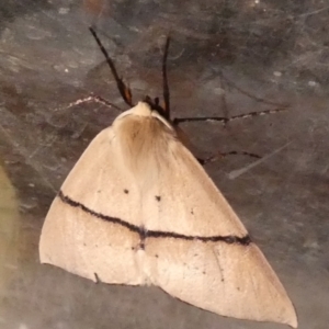 Gastrophora henricaria at Borough, NSW - suppressed