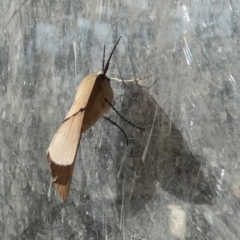 Gastrophora henricaria at Borough, NSW - suppressed