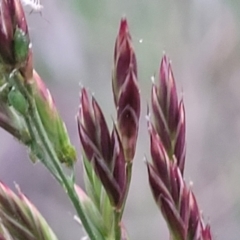 Lolium arundinaceum (Tall Fescue) at Bruce, ACT - 15 Sep 2023 by trevorpreston