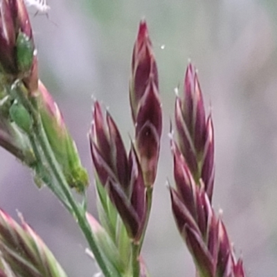 Festuca arundinacea (Tall Fescue) at Bruce Ridge to Gossan Hill - 15 Sep 2023 by trevorpreston