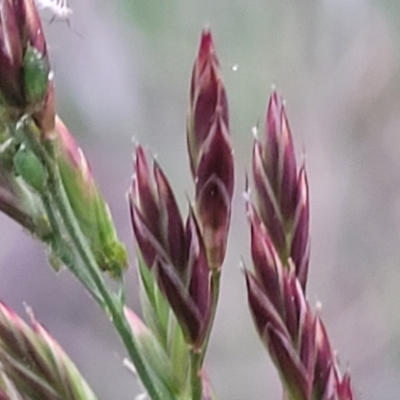 Lolium arundinaceum (Tall Fescue) at Bruce, ACT - 15 Sep 2023 by trevorpreston