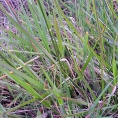 Festuca arundinacea at Bruce, ACT - 15 Sep 2023