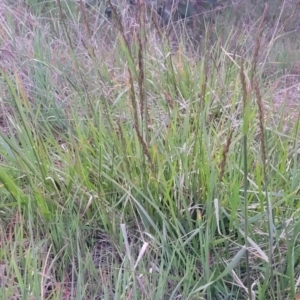 Lolium arundinaceum at Bruce, ACT - 15 Sep 2023