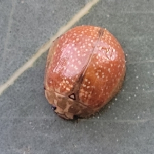 Paropsis variolosa at Bruce, ACT - 15 Sep 2023