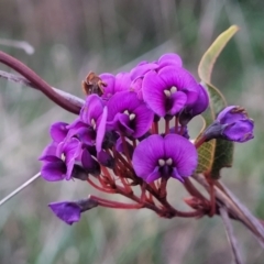 Hardenbergia violacea (False Sarsaparilla) at Bruce Ridge to Gossan Hill - 15 Sep 2023 by trevorpreston