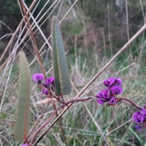 Hardenbergia violacea at Bruce, ACT - 15 Sep 2023