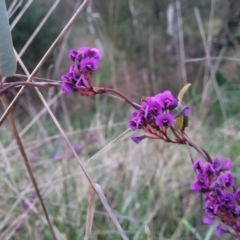 Hardenbergia violacea at Bruce, ACT - 15 Sep 2023 05:59 PM