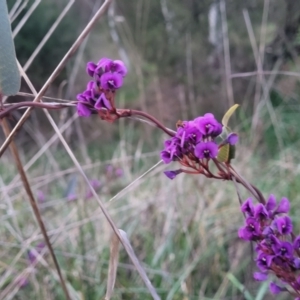 Hardenbergia violacea at Bruce, ACT - 15 Sep 2023