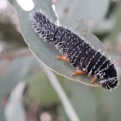 Perga sp. (genus) (Sawfly or Spitfire) at Bruce Ridge to Gossan Hill - 15 Sep 2023 by trevorpreston