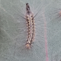 Uraba lugens (Gumleaf Skeletonizer) at Bruce Ridge to Gossan Hill - 15 Sep 2023 by trevorpreston