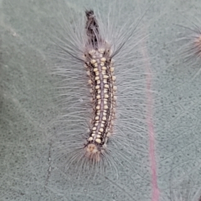 Uraba lugens (Gumleaf Skeletonizer) at Flea Bog Flat, Bruce - 15 Sep 2023 by trevorpreston