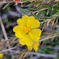 Hibbertia calycina (Lesser Guinea-flower) at Bruce Ridge to Gossan Hill - 15 Sep 2023 by trevorpreston